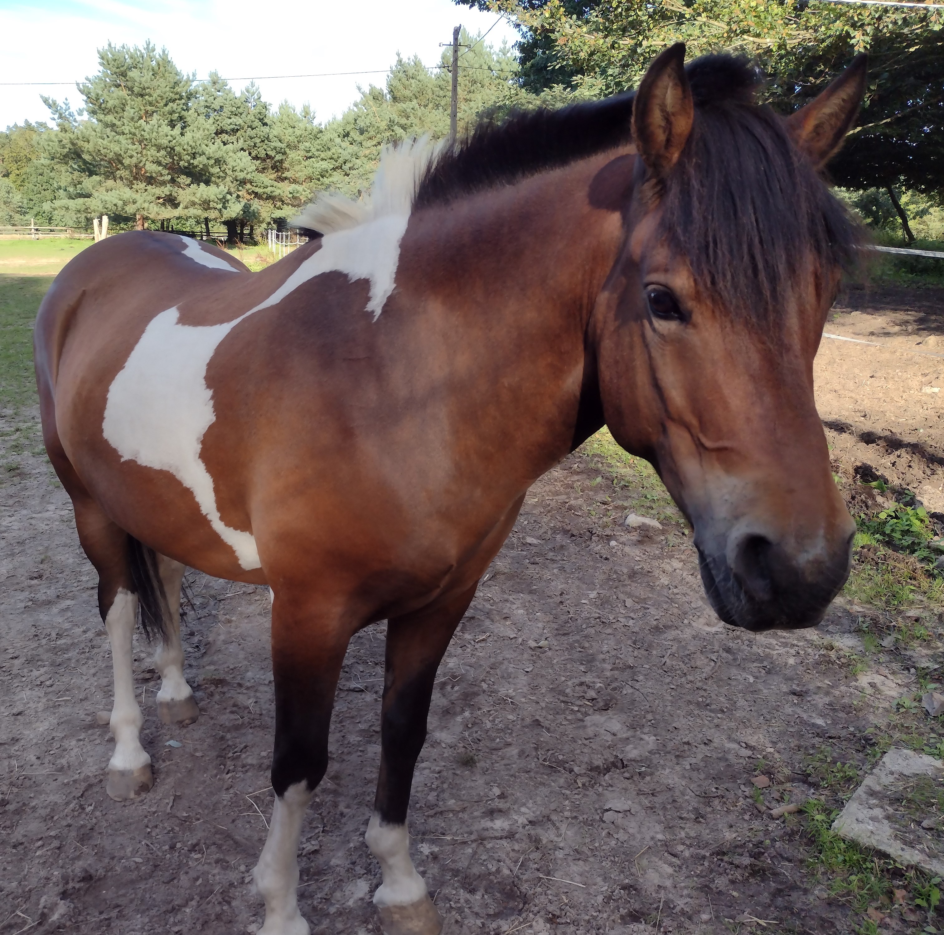 Nowy koń w naszym zespole!